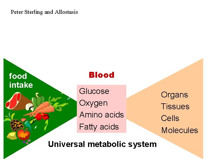 Peter Sterling and Allostasis food intake Blood Glucose Oxygen Amino acids Fatty acids Universal