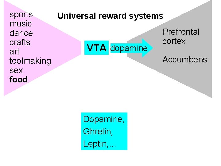 sports Universal reward systems music Prefrontal dance cortex crafts VTA dopamine art Accumbens toolmaking