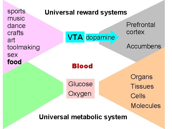 sports Universal reward systems music Prefrontal dance cortex crafts VTA dopamine art Accumbens toolmaking