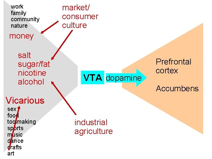 work family community nature market/ consumer culture money salt sugar/fat nicotine alcohol VTA dopamine