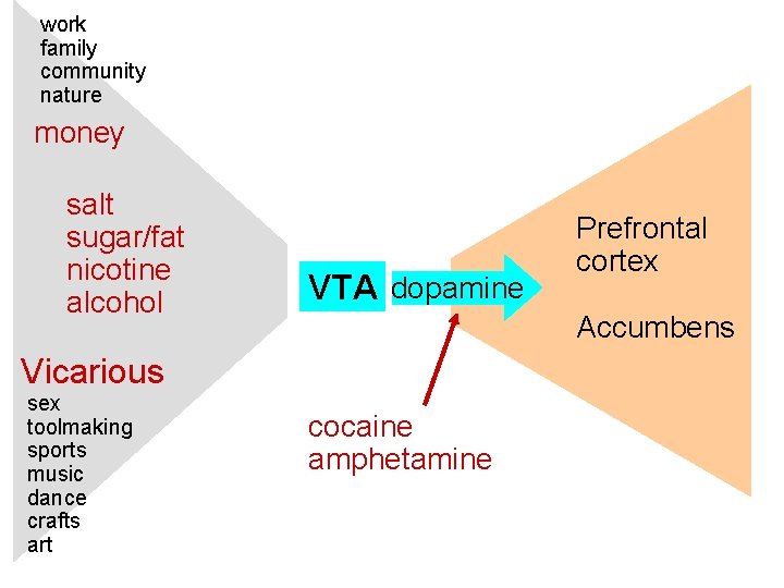 work family community nature money salt sugar/fat nicotine alcohol VTA dopamine Accumbens Vicarious sex