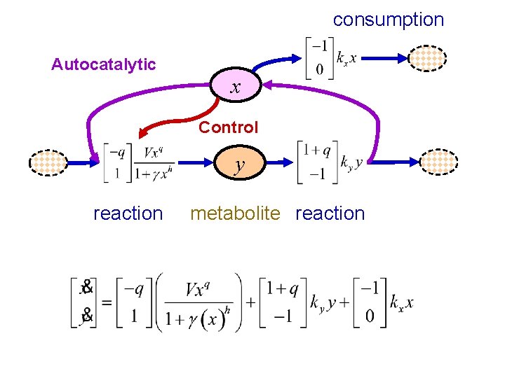 consumption Autocatalytic x Control y reaction metabolite reaction 