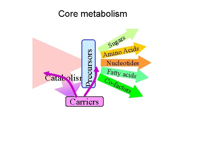 Precursors Core metabolism Carriers rs a g Su ds i c A o Amin