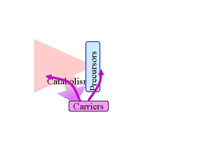 Precursors Catabolism Carriers 