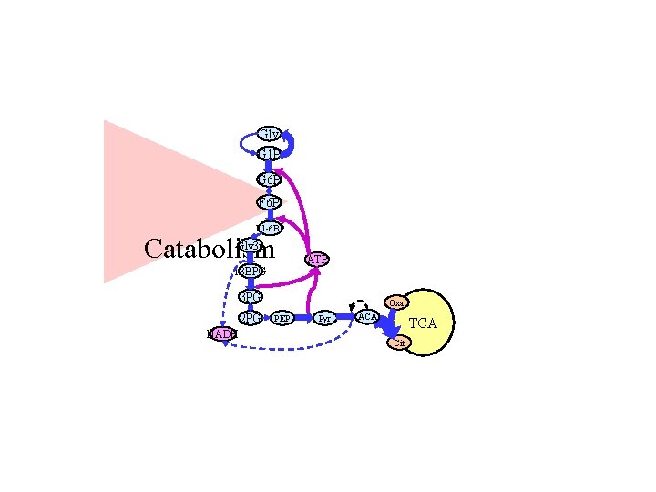 Gly G 1 P G 6 P F 1 -6 BP Catabolism Gly 3