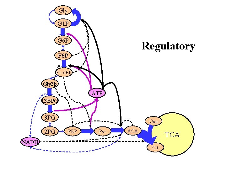 Gly G 1 P G 6 P Regulatory F 6 P F 1 -6