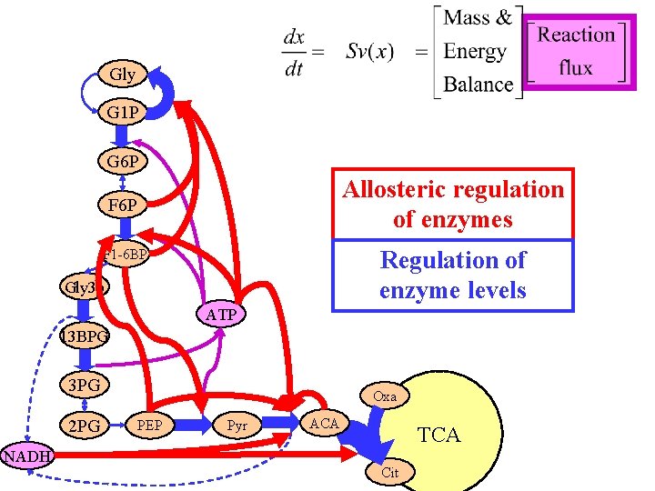 Gly G 1 P G 6 P Allosteric regulation of enzymes F 6 P