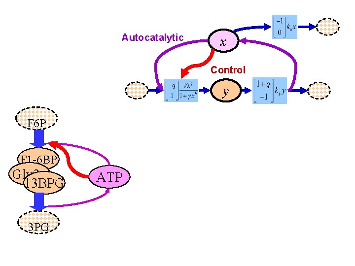 Autocatalytic x Control y F 6 P F 1 -6 BP Gly 3 p