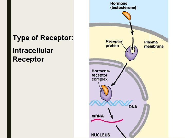 Type of Receptor: Intracellular Receptor Type of Receptor: Intracellular Receptor
