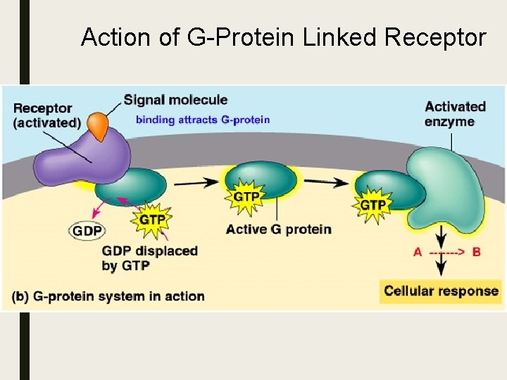 Action of G-Protein Linked Receptor Action of G-Protein Linked Receptor