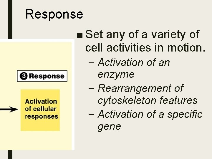 Response ■ Set any of a variety of cell activities in motion. – Activation Response ■ Set any of a variety of cell activities in motion. – Activation