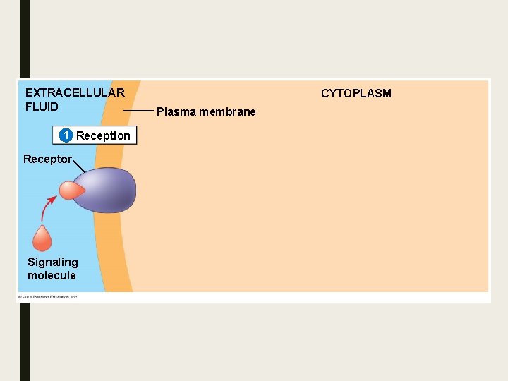 EXTRACELLULAR FLUID 1 Reception Receptor Signaling molecule CYTOPLASM Plasma membrane EXTRACELLULAR FLUID 1 Reception Receptor Signaling molecule CYTOPLASM Plasma membrane