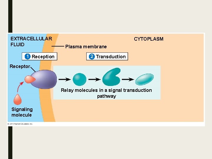 EXTRACELLULAR FLUID 1 Reception CYTOPLASM Plasma membrane 2 Transduction Receptor Relay molecules in a EXTRACELLULAR FLUID 1 Reception CYTOPLASM Plasma membrane 2 Transduction Receptor Relay molecules in a
