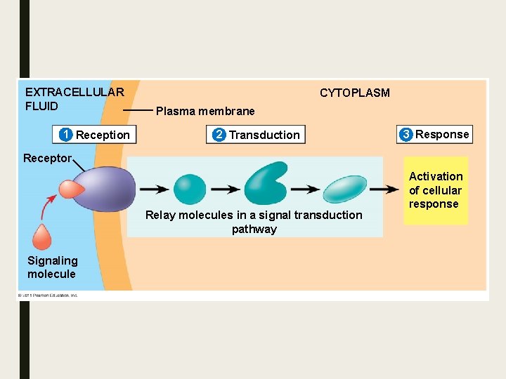 EXTRACELLULAR FLUID 1 Reception CYTOPLASM Plasma membrane 2 Transduction 3 Response Receptor Relay molecules EXTRACELLULAR FLUID 1 Reception CYTOPLASM Plasma membrane 2 Transduction 3 Response Receptor Relay molecules
