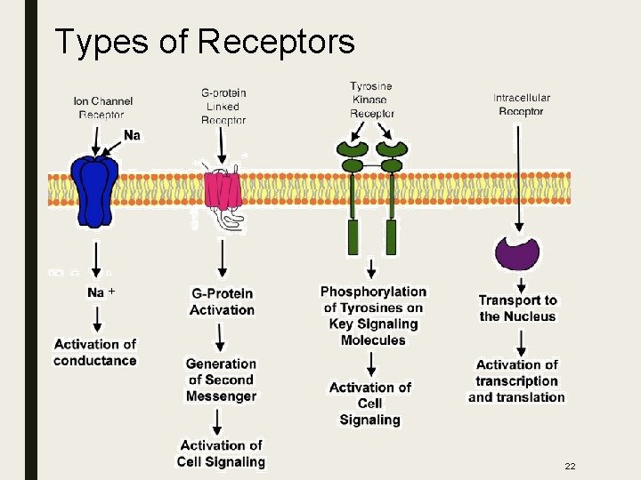 Types of Receptors + 22 Types of Receptors + 22