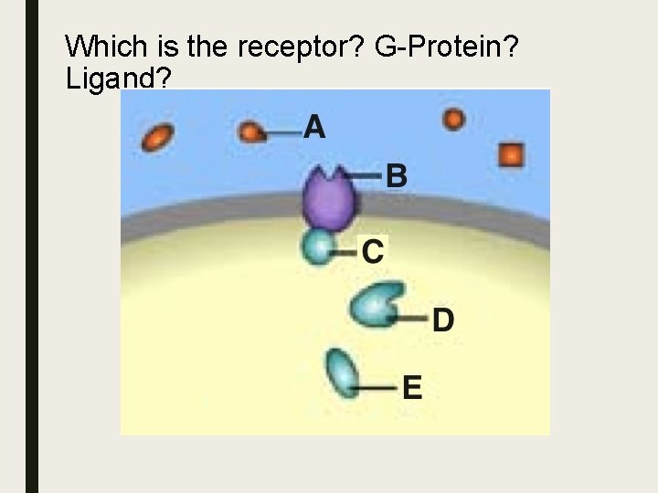 Which is the receptor? G-Protein? Ligand? Which is the receptor? G-Protein? Ligand?
