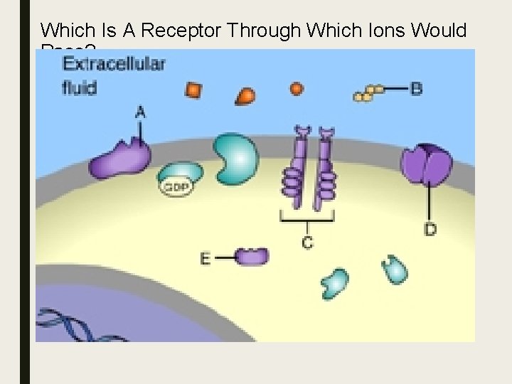 Which Is A Receptor Through Which Ions Would Pass? Which Is A Receptor Through Which Ions Would Pass?