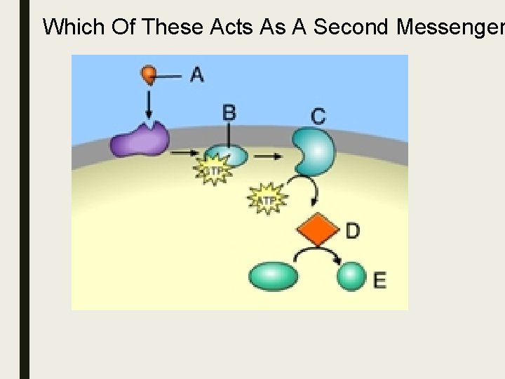 Which Of These Acts As A Second Messenger Which Of These Acts As A Second Messenger