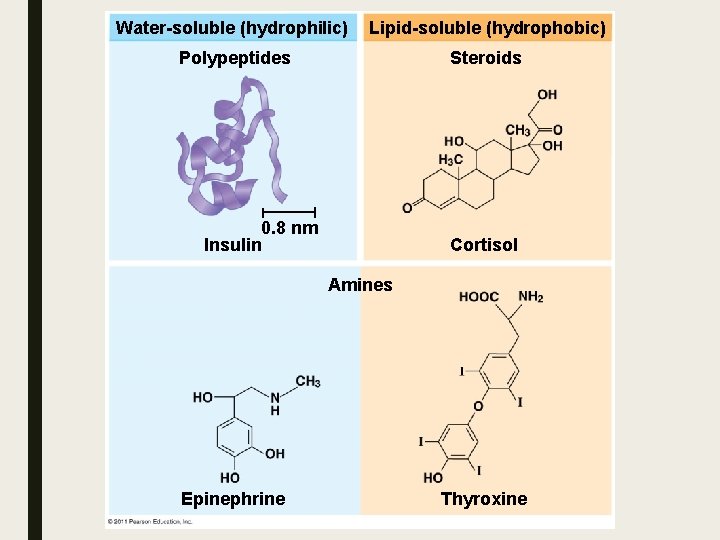 Water-soluble (hydrophilic) Lipid-soluble (hydrophobic) Polypeptides Steroids 0. 8 nm Insulin Cortisol Amines Epinephrine Thyroxine Water-soluble (hydrophilic) Lipid-soluble (hydrophobic) Polypeptides Steroids 0. 8 nm Insulin Cortisol Amines Epinephrine Thyroxine
