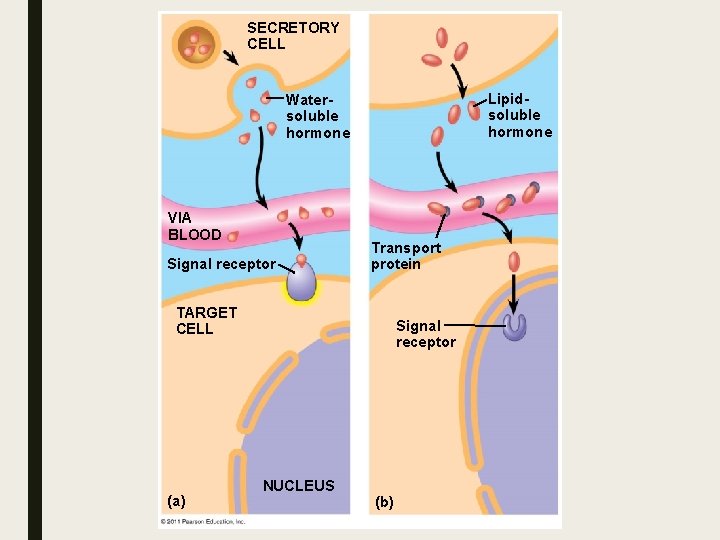 SECRETORY CELL Lipidsoluble hormone Watersoluble hormone VIA BLOOD Signal receptor Transport protein TARGET CELL SECRETORY CELL Lipidsoluble hormone Watersoluble hormone VIA BLOOD Signal receptor Transport protein TARGET CELL