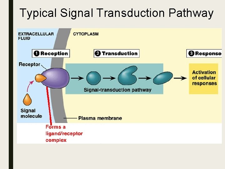 Typical Signal Transduction Pathway Typical Signal Transduction Pathway