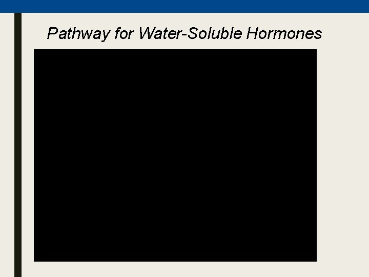Pathway for Water-Soluble Hormones Pathway for Water-Soluble Hormones