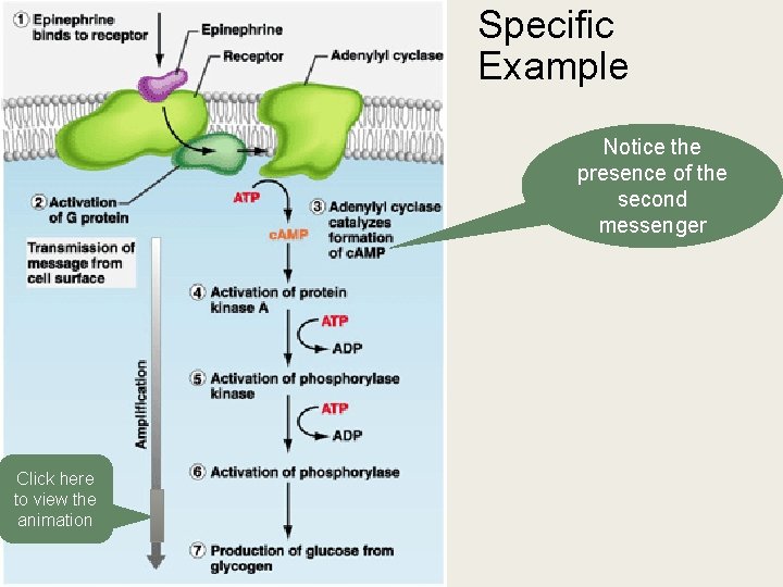 Specific Example Notice the presence of the second messenger Click here to view the Specific Example Notice the presence of the second messenger Click here to view the