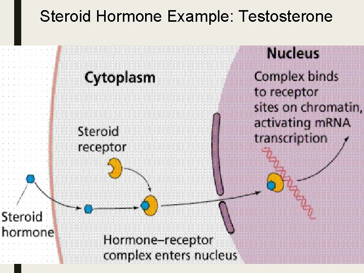 Steroid Hormone Example: Testosterone Steroid Hormone Example: Testosterone