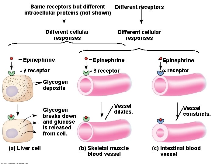 Same receptors but different Different receptors intracellular proteins (not shown) Different cellular responses Epinephrine Same receptors but different Different receptors intracellular proteins (not shown) Different cellular responses Epinephrine