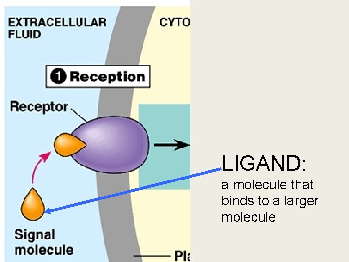 LIGAND: a molecule that binds to a larger molecule LIGAND: a molecule that binds to a larger molecule