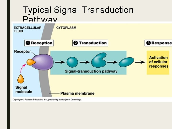 Typical Signal Transduction Pathway Typical Signal Transduction Pathway
