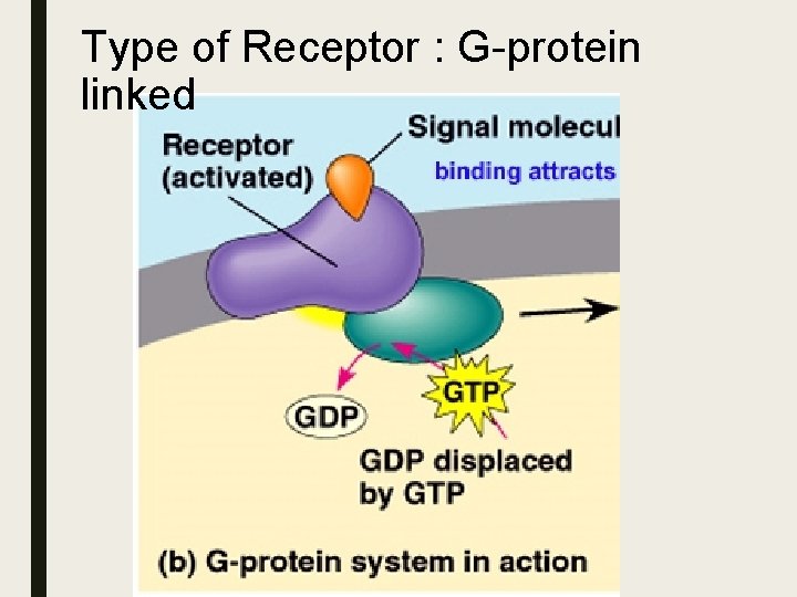 Type of Receptor : G-protein linked Type of Receptor : G-protein linked