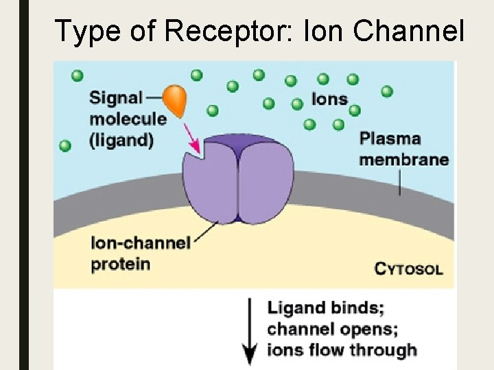 Type of Receptor: Ion Channel Type of Receptor: Ion Channel