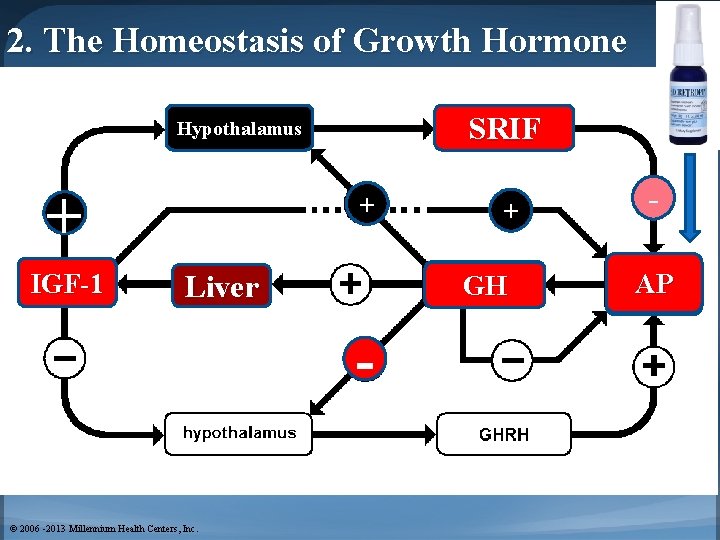 2. The Homeostasis of Growth Hormone Positive Feedback SRIF Hypothalamus Growth Hormone Releasing Hormone