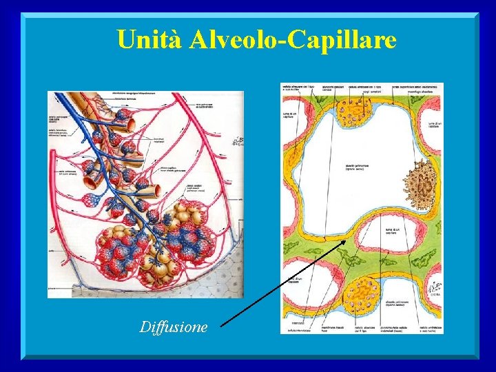 Unità Alveolo-Capillare Diffusione 