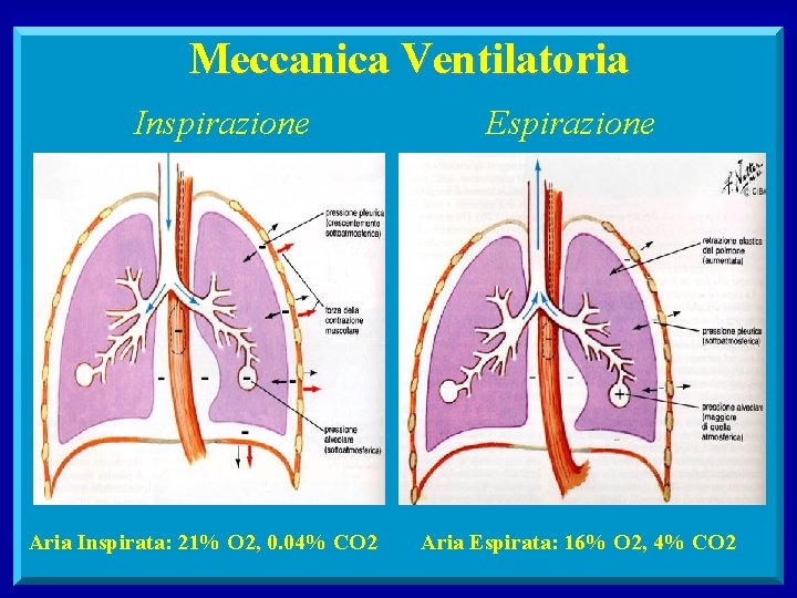 Meccanica Ventilatoria Inspirazione Aria Inspirata: 21% O 2, 0. 04% CO 2 Espirazione Aria