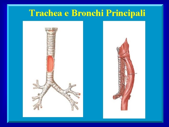 Trachea e Bronchi Principali 