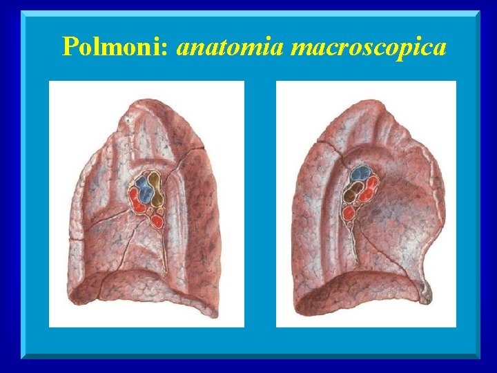 Polmoni: anatomia macroscopica 