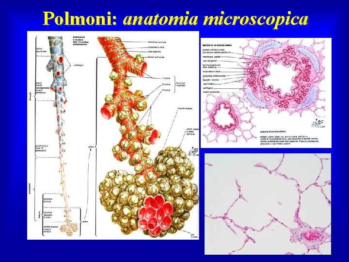 Polmoni: anatomia microscopica 