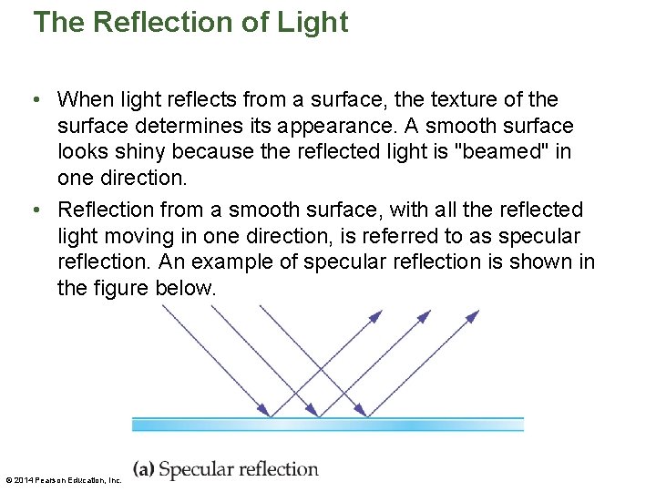 The Reflection of Light • When light reflects from a surface, the texture of