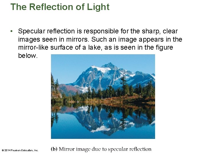 The Reflection of Light • Specular reflection is responsible for the sharp, clear images