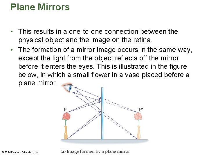 Plane Mirrors • This results in a one-to-one connection between the physical object and