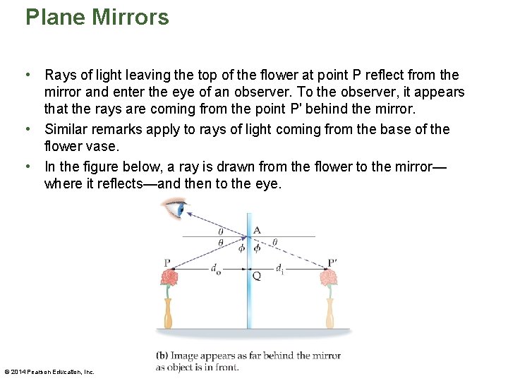 Plane Mirrors • Rays of light leaving the top of the flower at point