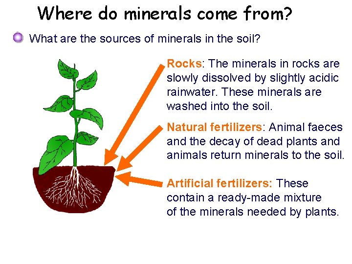 Where do minerals come from? What are the sources of minerals in the soil?