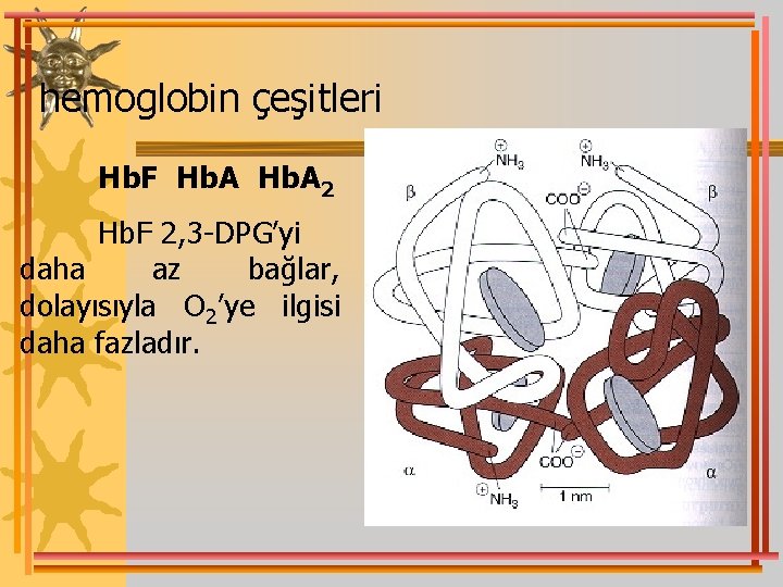 hemoglobin çeşitleri Hb. F Hb. A 2 Hb. F 2, 3 -DPG’yi daha az