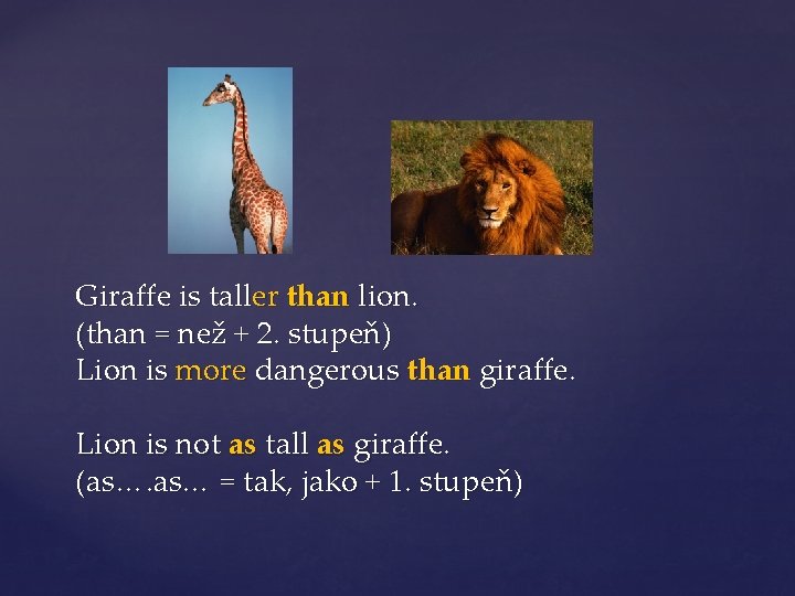 Giraffe is taller than lion. (than = než + 2. stupeň) Lion is more