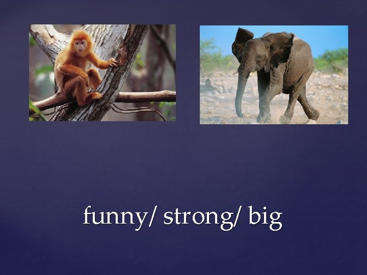 funny/ strong/ big 