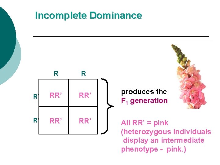 Incomplete Dominance R R R’ RR’ produces the F 1 generation R’ RR’ All
