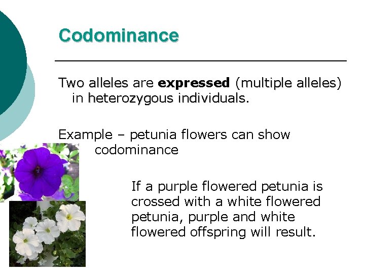 Codominance Two alleles are expressed (multiple alleles) alleles in heterozygous individuals Example – petunia