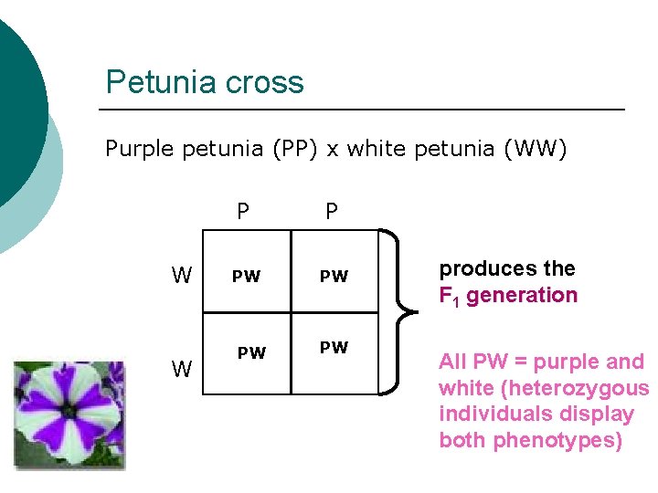 Petunia cross Purple petunia (PP) x white petunia (WW) W W P P PW
